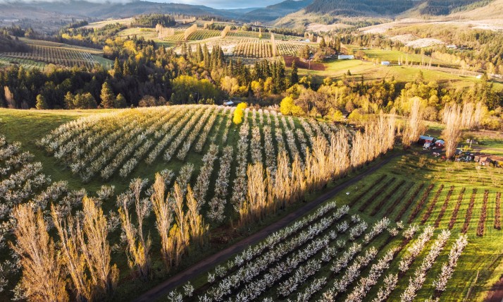 A colorful landscape of bright green rolling hills with clear lines of orchard trees blooming pink. In the distance are blue hills and fluffy clouds.