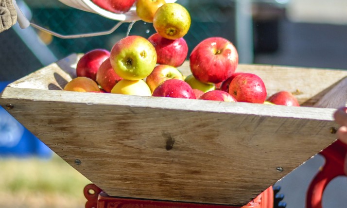 A bucket of apples being poured into an old-fashioned cider press