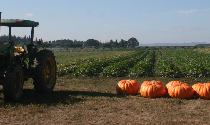 A green tractor and a row of bright orange pumpkins against a background of green agricultural fields, trees, and blue skies.