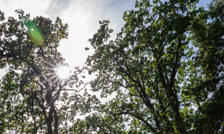 A lens flare shines through a canopy of Oregon white oak, with their gnarled branches and dense green foliage.