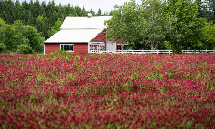 Field of bright red crimson clover with a red barn and green trees in the background