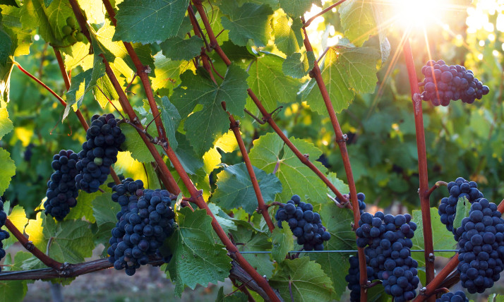 Sunbeams through grape vines heavy with dark-colored grapes