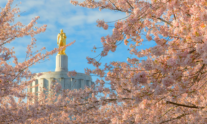 Cherry blossoms, through which the top of the Oregon State Capitol building is visible, with a white dome and golden statue