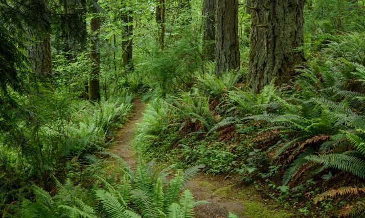 A dirt trail through lush, green forest. There are many ferns growing thickly in the understory.