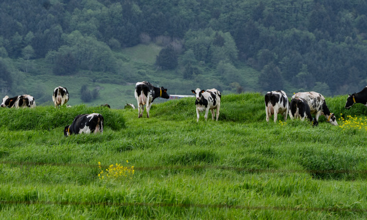 Black and white cows on a grassy hill with a misty, blue, forested hill behind them