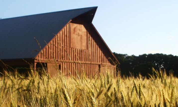 A red-brown barn in a sea of wheat