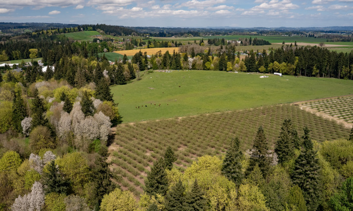 Aerial view of farmland ringed by forest