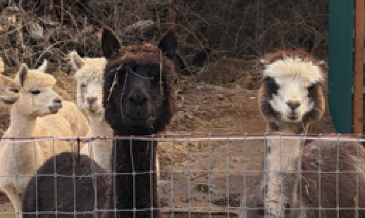 A group of alpacas, ranging from white, to tan, to dark brown, all in a wooded setting