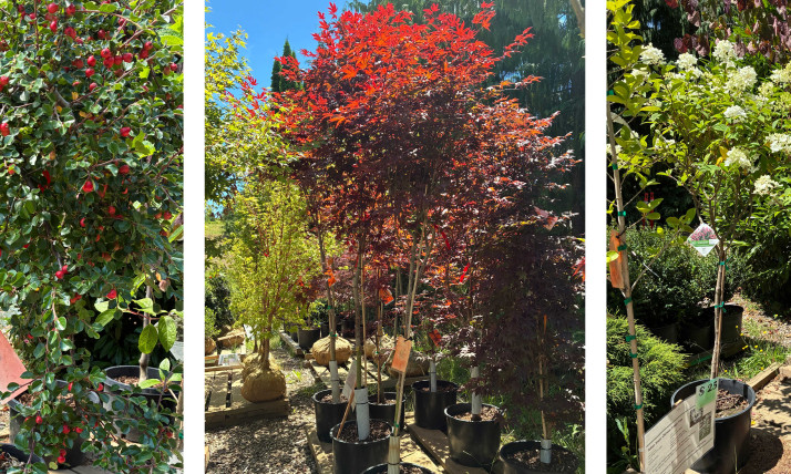 Three-panel image with various plants. On the left is a small tree with deep-green leaves and round, red fruit. In the middle is a red-leaved tree (Japanese maple). On the right is a small, yellow-green-leaved tree with fluffy clusters of white flowers.