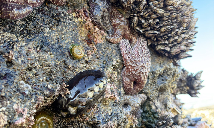Mussels, barnacles, sea stars, and sea anemones on a rock