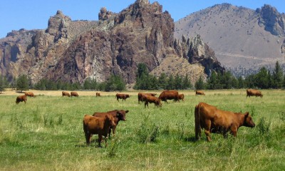 Farms, forests, ranches--Oregon's rural lands