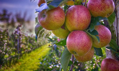 Oregon's food systems feed our state, and the world.