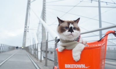 Transportation page image: cat in bike basket 