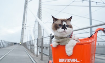 Transportation page image: cat in bike basket