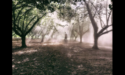 Man walking in hazelnut orchard