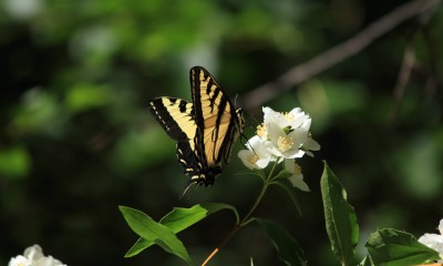 oregon butterfly and white flower