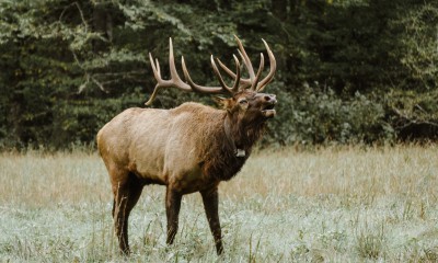 Elk