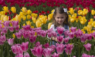 Little girl in an Oregon tulip field