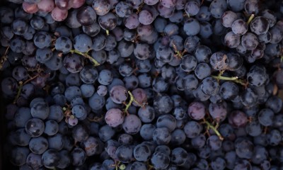 Grapes