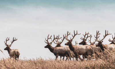 Elk in field