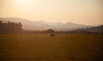 A cow stands in a field under a smoky sky