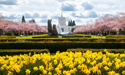 Salem capitol building in springtime with yellow daffodils and pink cherry blossoms