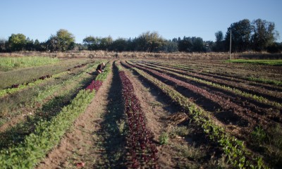 A person crouches down in a row of many-colored crops