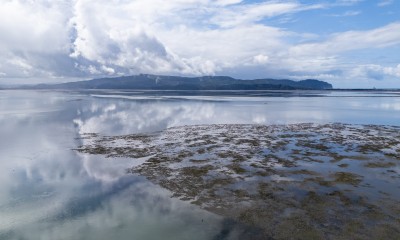 Patches of eelgrass on mudflats appear at low tide in Tillamook Bay