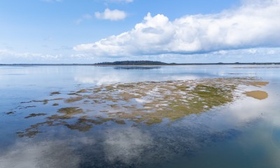 Eelgrass habitat