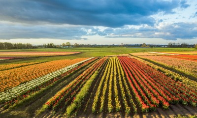 Tulip fields in Oregon