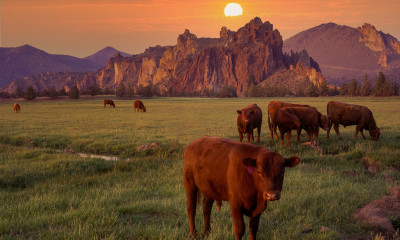 A herd of brown cows at sunset near Smith Rock State Park