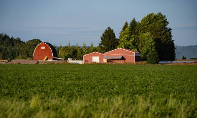 Red farm buildings, including a classic red barn, and a cluster of lush green trees, on the edge of a green agricultural field