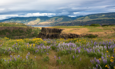 Purple lupine and yellow, sunflower-like balsam root bloom along the cliffs of Rowena Crest and Tom McCall Preserve