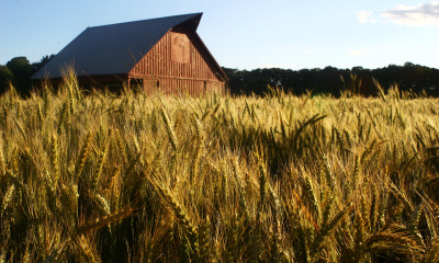 Photo of a wheat field in the foreground with a barn in the background.