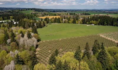 Aerial view of farmland ringed by forest