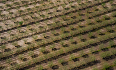Aerial view of neat rows of nursery trees