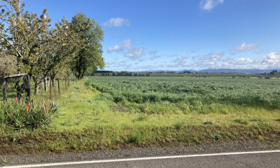 A large field of crops, next to a yard with blooming trees and ornamental plants