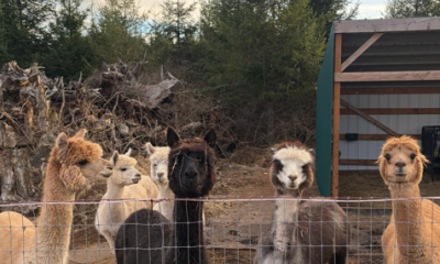 A group of alpacas, ranging from white to tan to dark brown, in a forested setting