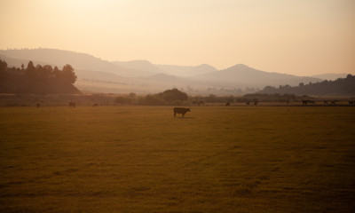 A lone cow standing in a vast field with mountains behind. The entire scene is hazy/smoky, with an orange-brown color cast.