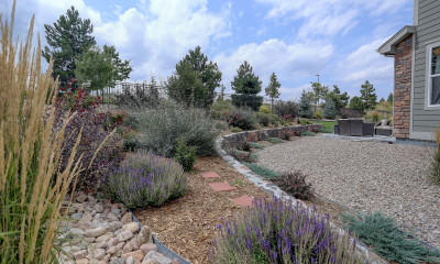 A xeriscaped yard with many pale green plants, rocks, and a broad gravel border around a home.