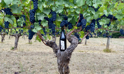 A thick, woody grape vine with dark, Pinot noir grapes hanging from the boughs and a dark bottle of wine in the crook of the trunk. The label says "Est Wines"