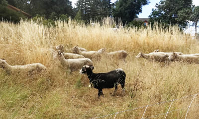 A goat with a large brass bell on its neck shepherds a group of sheep eating tall grass