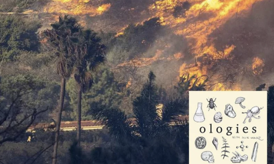Screenshot of the Ologies logo over an image of a wildfire in a hilly, palm tree-laden landscape.