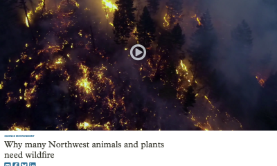 Screenshot of an article and video. Title: Why many Northwest animals and plants need wildfire. The video thumbnail shows a burning forest.