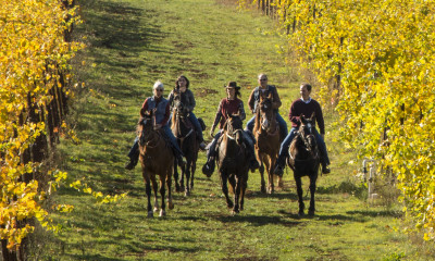 A group of five people riding brown horses through a vineyard with fall foliage