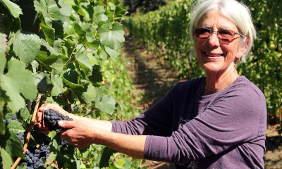 A woman in a purple shirt picking grapes in a lush vineyard
