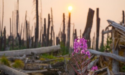 A vibrant purple-pink cluster of flowers (fireweed) in the midst of a burnt forest with bleached and darkened, dead tree trunks