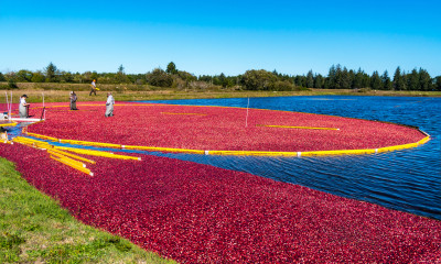 Workers wade in a brightly-colored cranberry bog. Sections of cranberries are a deep red. They are encircled by yellow barriers. The water is bright blue.