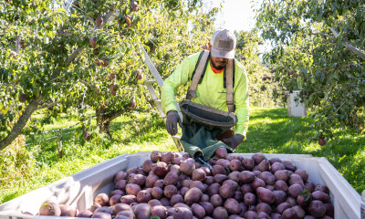 A man with a tan/gray baseball cap, a high-vis shirt, gloves, and other protective equipment places pears into a large bin, in an orchard with multiple ladders on trees