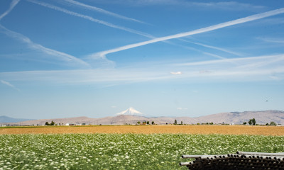 A vast agricultural landscape with a volcanic peak with glaciers in the background.